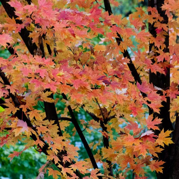 Autumn Maple Blaze