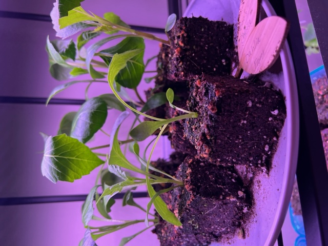 Soil blocks with dahlia seedlings